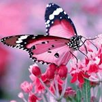 Profile Picture of Lori Keim (@lorikeim) on Instagram