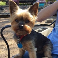 Profile Picture of Mickey Owen (@mickey-owen) on Quora