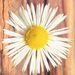 Profile Picture of Lynn Balkema-Buchkowski (@balkemabuchkows) on Pinterest