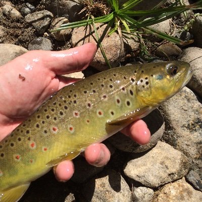 Chris Snapp - Twitter Profile Picture of Chris Snapp (@Sylvansoul75) on Twitter