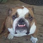 Profile Picture of larry newcomb (@countryup222) on Instagram