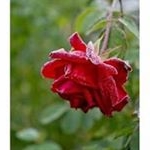 Profile Picture of Norma Mota (@norma.mota.501) on Instagram