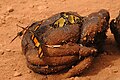 Profile Picture of Acraea uvuion Wikipedia