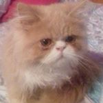 Profile Picture of Albert Pascal (@albert.pascal.334) on Instagram