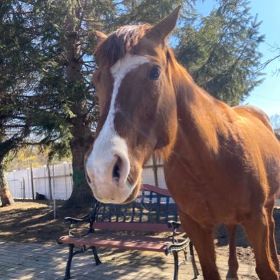 Profile Picture of Luke American (@Pappas4Pappas) on Twitter