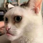 Profile Picture of Elizabeth Schumacher (@astrologiadadepressao58) on Instagram
