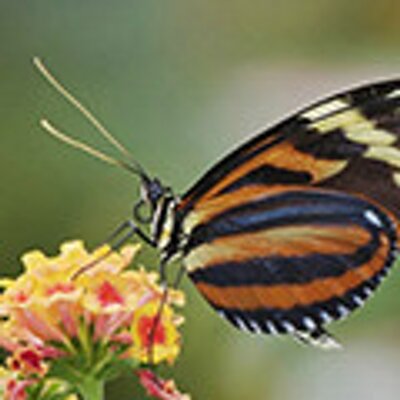 Profile Picture of Rachael Downs (@Raydipanjan) on Twitter