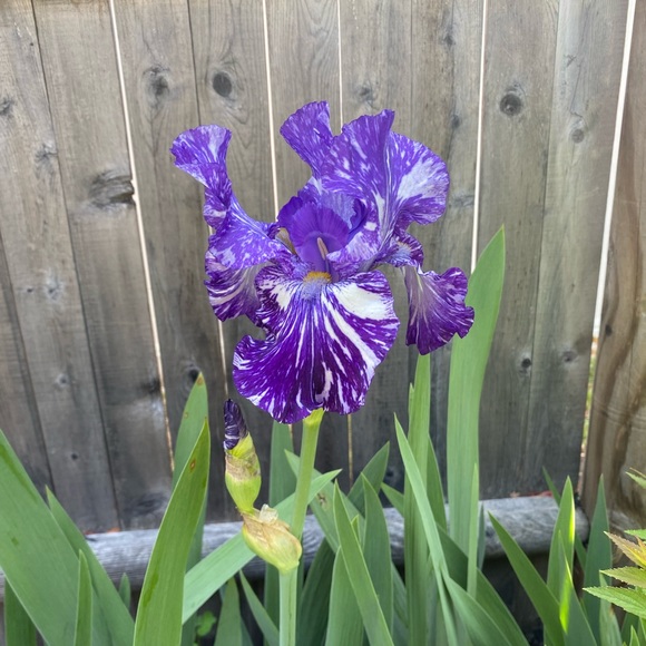 Profile Picture of Laurie Carabello (@lcarabello64) on Poshmark