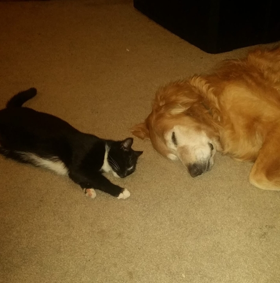 Profile Picture of Diane Foster (@dipie10) on Poshmark