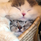 Profile Picture of Abby Chou (@summerheyyoyo) on Youtube