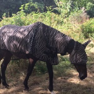 Profile Picture of ºDaniel Loughranº (@DanielLoughran) on Twitter