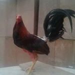 Profile Picture of Lorenzo Becerra (@lorenzo.becerra.986) on Instagram