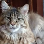 Profile Picture of Jojo Toegnam (@josette.mangeot) on Facebook