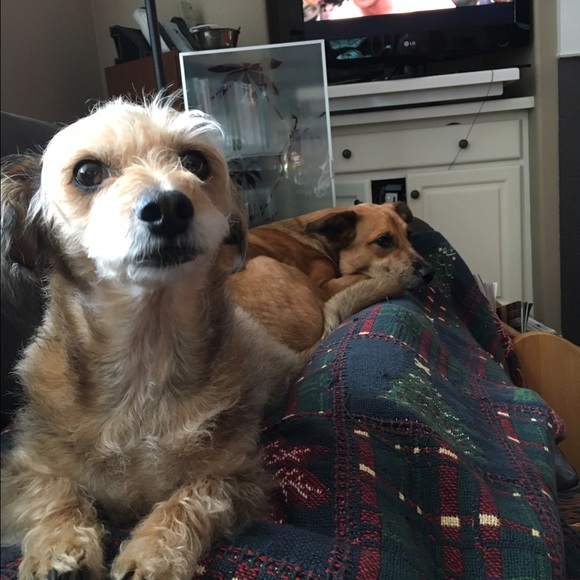 Profile Picture of Lauren Kochanowski (@laurenkochan) on Poshmark