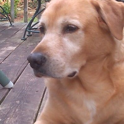Profile Picture of Jesse Hilliard (@JesseBuggaBoo) on Twitter
