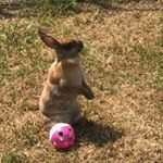 Profile Picture of Harley Rex Barker (@harley_rex6) on Instagram