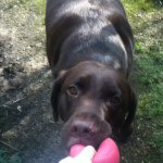 Profile Picture of Amber (@digbybridge) on Instagram