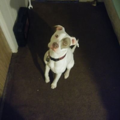 Profile Picture of Abraham Robledo (@Abraham34457206) on Twitter