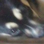 Profile Picture of Shawna Hoffman (@shawnahoffman5068) on Youtube