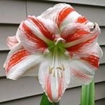 Profile Picture of Latonda Ambrose Klaameyer (@ambroseklaameyer) on Instagram