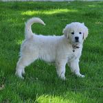 Profile Picture of Tammy Giese (@lucky_charm_goldens) on Instagram
