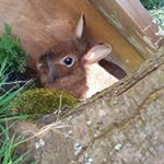 Profile Picture of Lisa (@rabbitfep) on Instagram