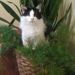 Profile Picture of Karen Shoopman (@karenshoopman) on Pinterest