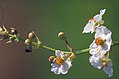 Profile Picture of Sagittaria lancifoliaon Wikipedia