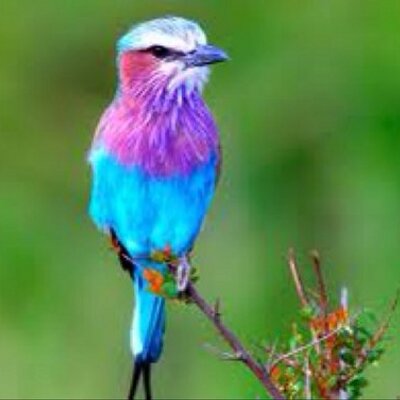 Profile Picture of Hubert Castañeda Gil (@Hcg650Gil) on Twitter