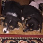 Profile Picture of Kirby & Honey (@coupleofnuggets) on Instagram