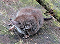 Profile Picture of Crocidura - Wikipediaon Wikipedia