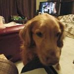 Profile Picture of Barry Musser (@barrymusser) on Instagram