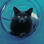 Profile Picture of Aaron The Cat (@aaron.nebelung) on Instagram