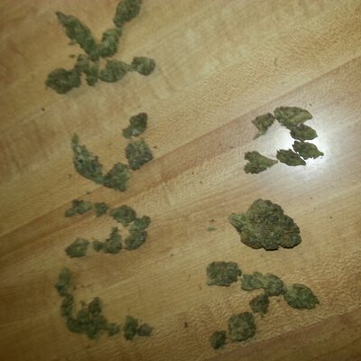 Profile Picture of Steven Longoria (@longoriasteven) on Twitter