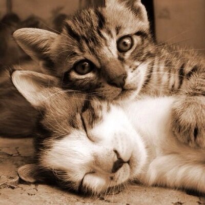 Profile Picture of Manda Wu (@supercandy_wu) on Twitter