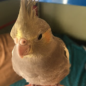 Profile Picture of Cindy Graham (@birdlife4) on Youtube