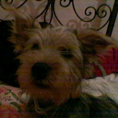 Profile Picture of Roberta Mancini (@ViolaMicia79) on Twitter