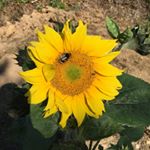 Profile Picture of Dawn Jones (@sunrise2707) on Instagram