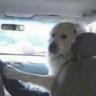 Profile Picture of David (@Taco_de_asada) on Twitter