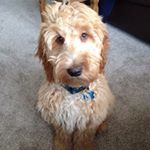 Profile Picture of Henry Cato (@henry_the_cockapoo42) on Instagram