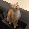 Profile Picture of Monroe James (@@thatorangecat) on Tiktok