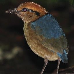 Profile Picture of Mark Sutton (@keelebirder) on Twitter