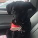 Profile Picture of Bianca Williamson (@cheerbaby141) on Pinterest