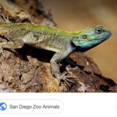 Profile Picture of Aaron  Aceves (@AaronAceves) on Twitter