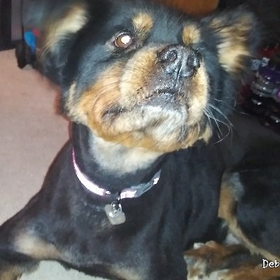 Profile Picture of Smarter Not Harder (@Deborah67267031) on Twitter