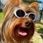 Profile Picture of Bruce! ✨ (@brucesfieldterrier) on Instagram