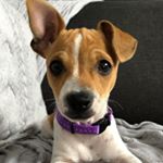 Profile Picture of Betty (@betty_woofs) on Instagram