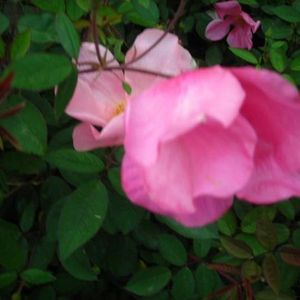 Brandy Barber - Myspace Profile Picture of Brandy Barber (@hugbug_24) on Myspace