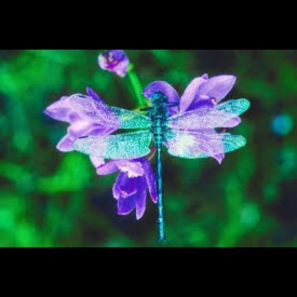 Judy Ranno - Poshmark Profile Picture of Judy Ranno (@dragonfly137) on Poshmark