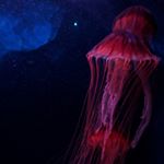 Profile Picture of Bram Kineman (@bramtakespictures) on Instagram